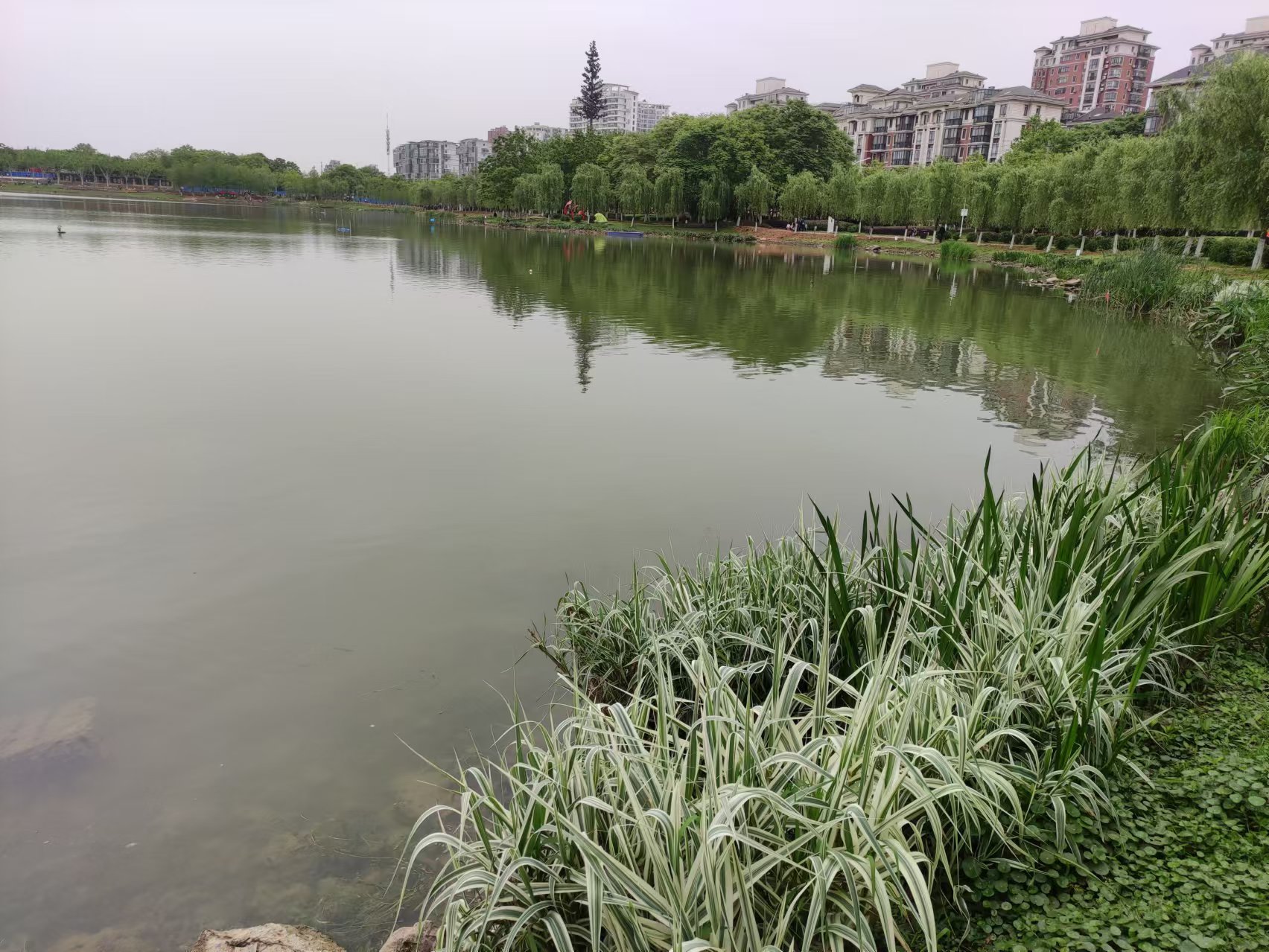 武汉市南湖蓝藻治理（2020）